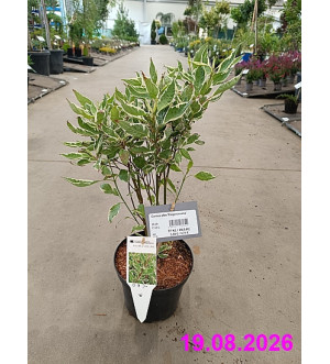 Cornus alba 'Elegantissima' C 2,5 L